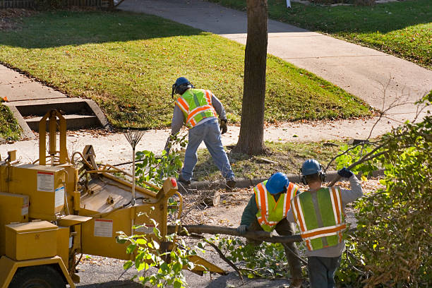 Best Lawn Mowing Services  in Franklin, CA